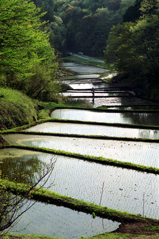 IMAGE1