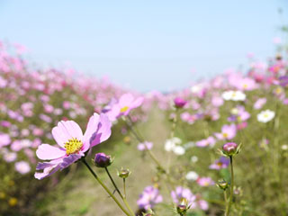 IMAGE1